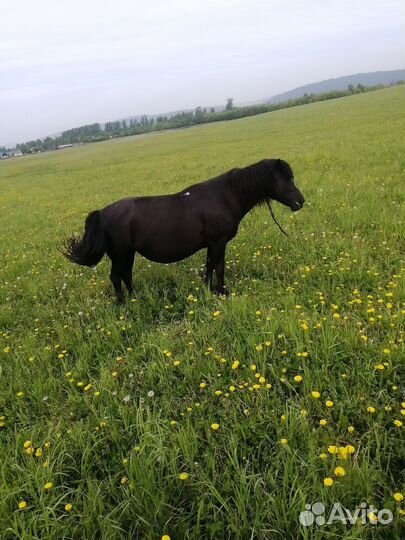 Продам лошадь