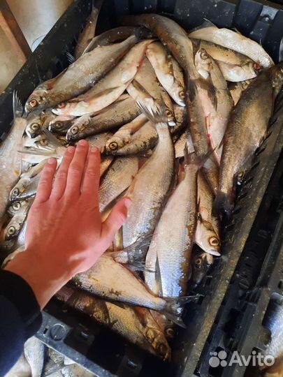Чехонь свежая,опт