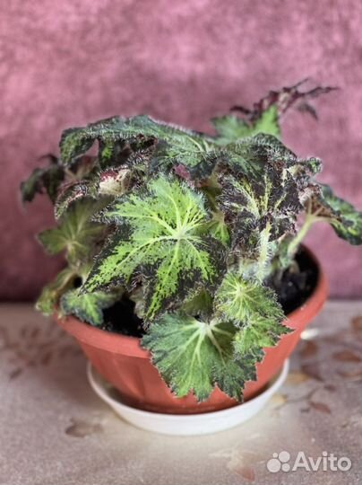 Бегония декоративно лиственная Клеопатра