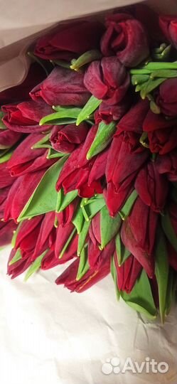 Тюльпаны букеты, поштучно