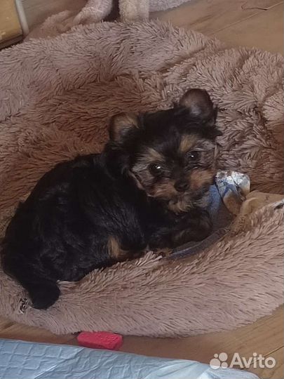 Йоркширский терьер щенки девочки