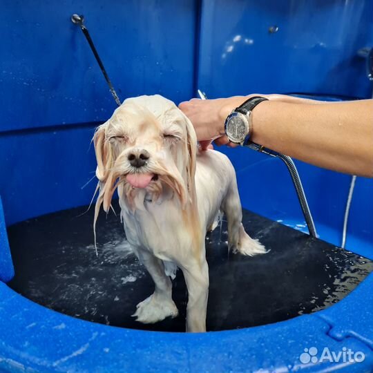 Бесплатная стрижка собак (шитцу, мальтезе)