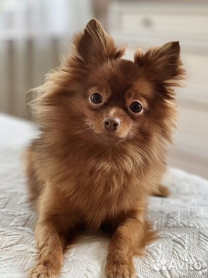 Немецкий шпиц(мальчик) ищет невесту