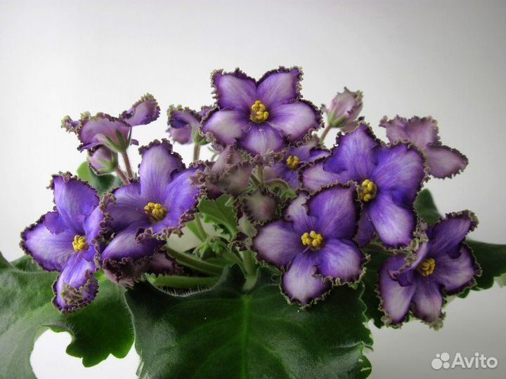 Фиалки сортовые