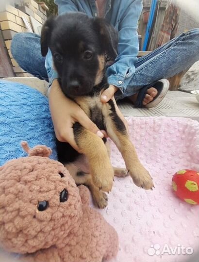 Ищет дом щенок не крупной Собаки Мишель