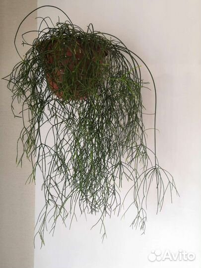 Рипсалис волосовидный