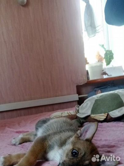 Щенок мальчик отдам в добрые руки