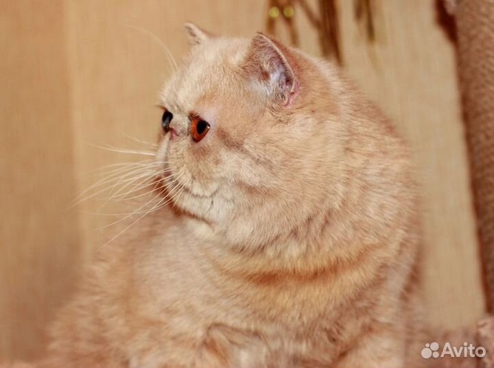Экзотическая кошка