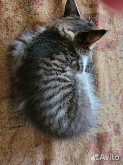 Отдам котёнка