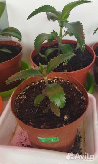 Каланхоэ лечебное