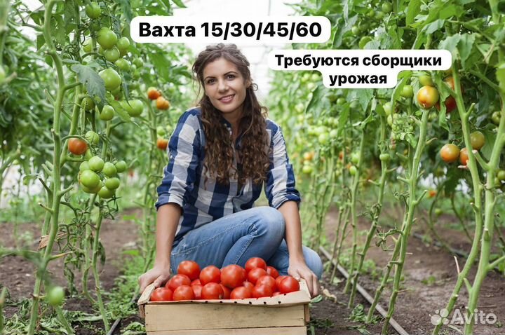 Вата 15/30/45/60 требуются сборщики урожая