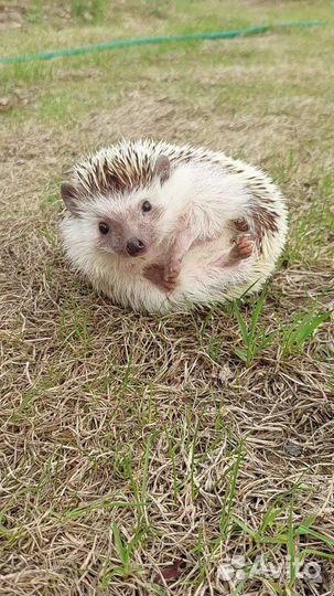 Продам ежа