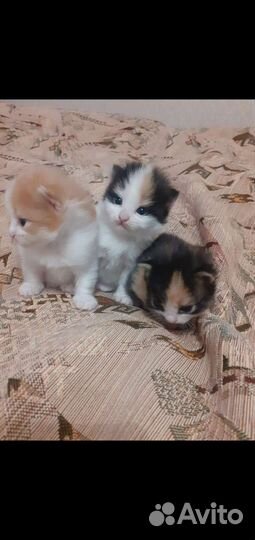 Котята в добрые руки приучены к лотку