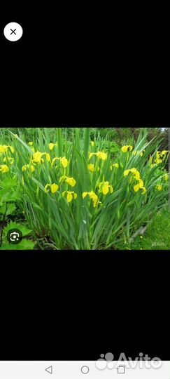 Ирис болотный жёлтый