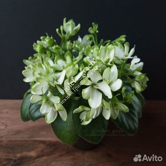 Коллекционные фиалки, новинки и редкие сорта