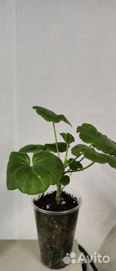 Antigue Rose (Античная Роза)