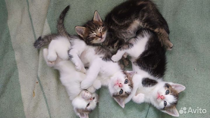 Котята в добрые руки