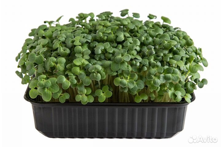 Микро зелень