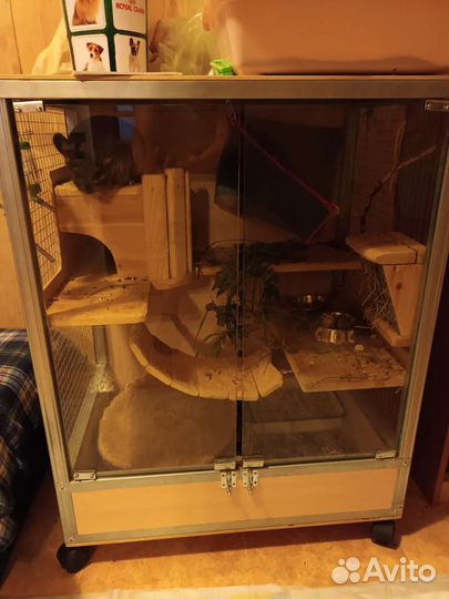 Шиншиллы с клеткой