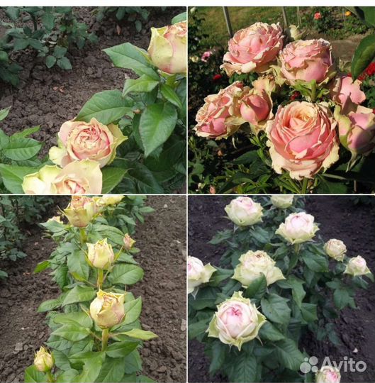 Роза Питахайя