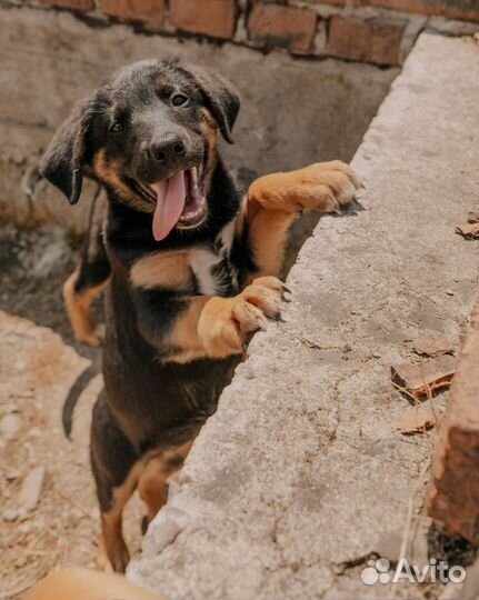Дейла — спасённый щенок в добрые руки