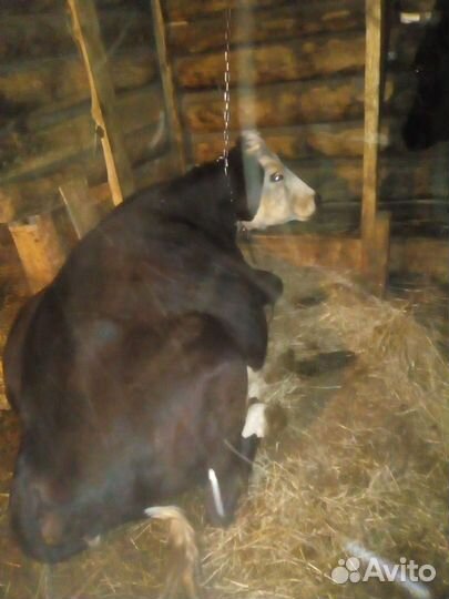 Корова и нетель