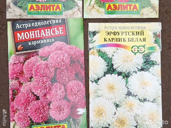 Рассада астры