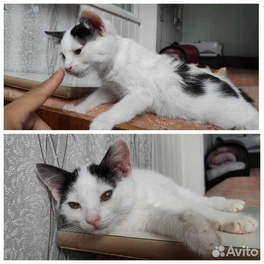 Крымские домашние метисы камышового кота (котята)