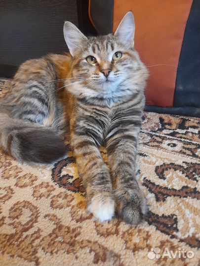 Молодая кошечка
