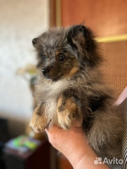 Подрощенный щенок шпица очень редкого окраса