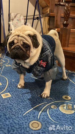 Мопс вязка мальчик