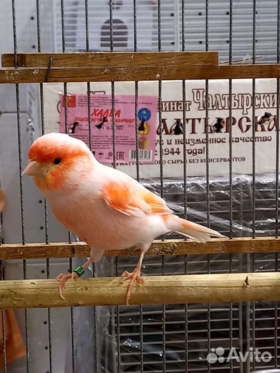 Кенара и канарейки