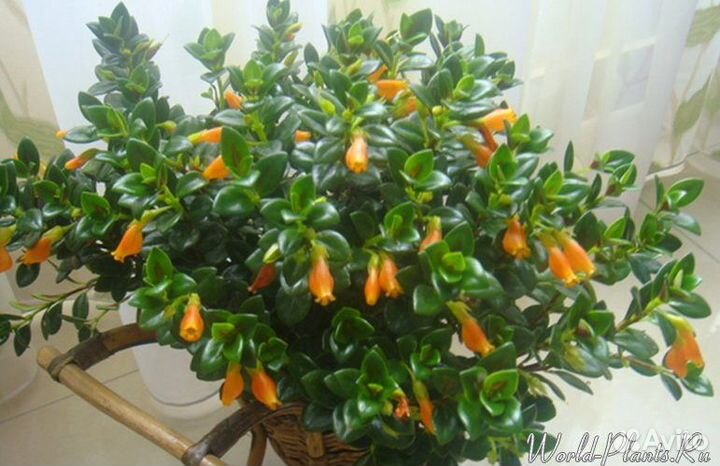 Нематантус (золотые рыбки)