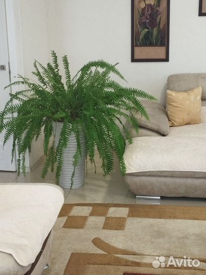 Папоротник