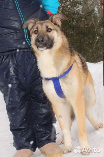 Лайка метис щенок Харви