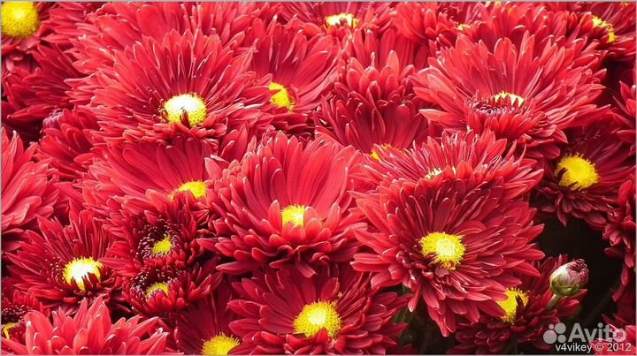 Хризантемы