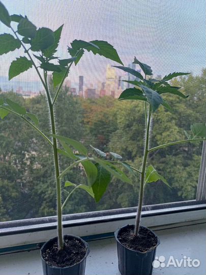 Рассада помидоров томатов