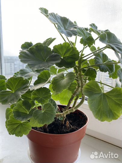 Герань пеларгония белая