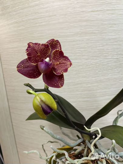 Орхидея I -Hsin Claire 551 бабочка цветёт