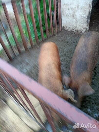 Поросята породы дюрок