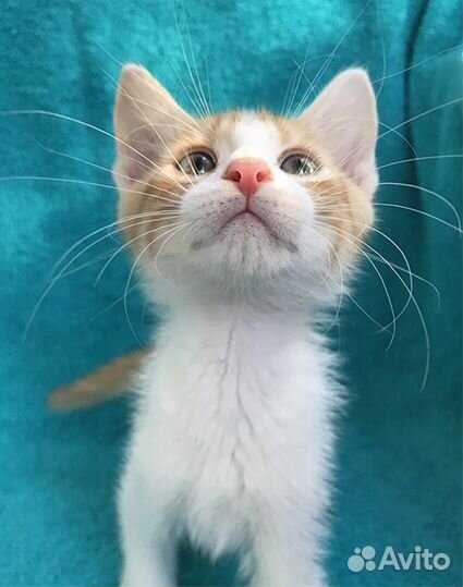 Котенок в добрые руки