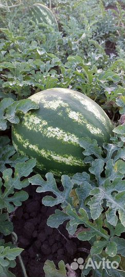 Арбуз