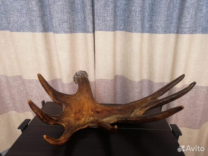 Продам рога карельского лося