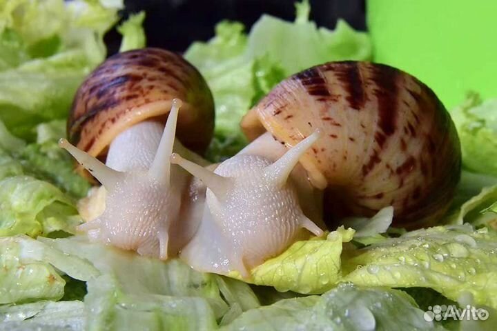 Улитки ахатины