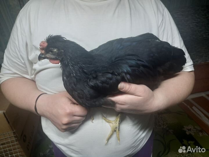 Молодые петухи