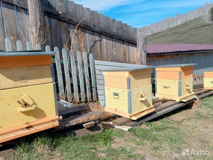Пчелосемьи с ульями