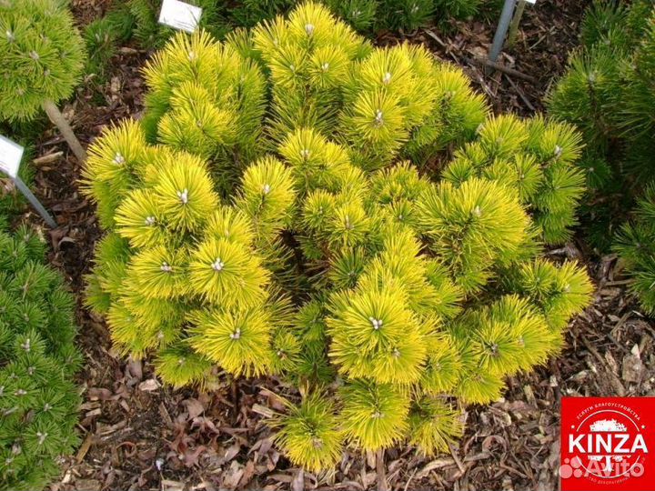 Сосна горная и другие растения