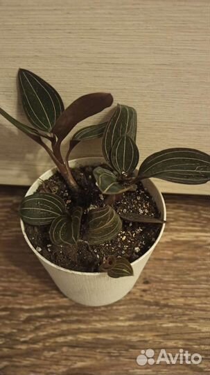 Орхидея лудизия