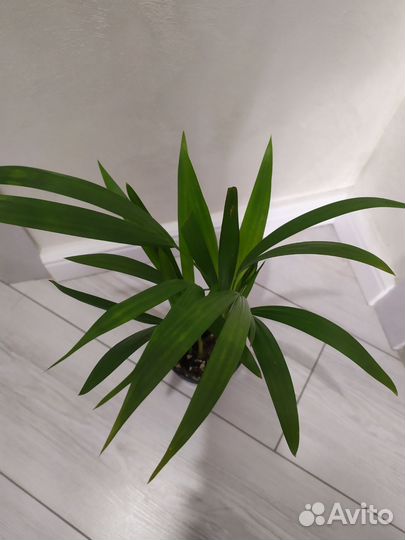 Пальма арека