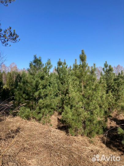 Саженцы сибирского кедра; голубой ели. Крупномер
